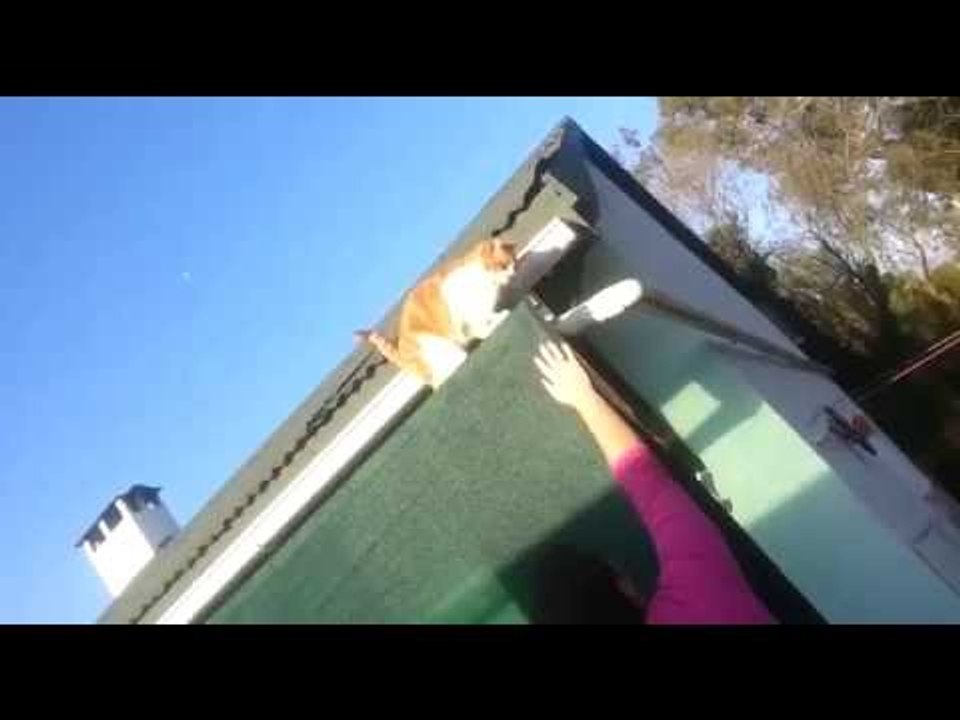 Well Trained Cat Climbs Down From Roof via Owners Arm