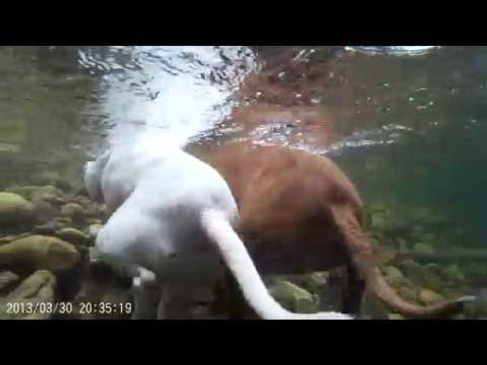 GoPro Captures Hilarious Underwater Footage of Dogs Chasing Sticks