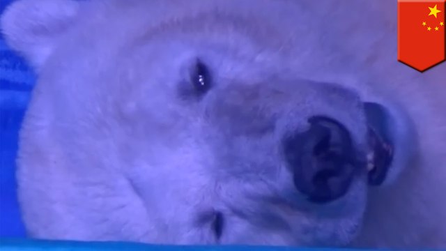 Saddest polar bear in the world confined to tiny artificial enclosure in China mall so people can take selfies