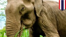 Old elephant dies after decades of giving rides, given noble burial