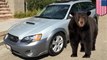 Black bear found trapped in backseat of woman’s car. How it got in remains a mystery - TomoNews