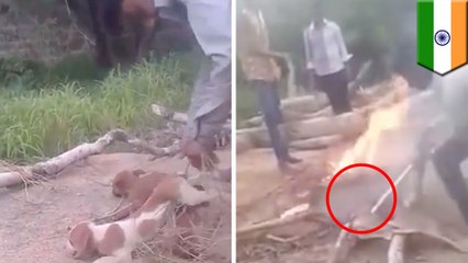 Puppies burned alive: video of Indian teens roasting dogs on bonfire sparks outage - TomoNews