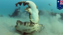 Wobbegong sharks caught on camera thrashing underwater in mating ritual off Gold Coast - TomoNews