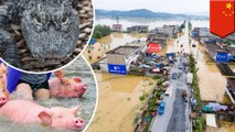 Almost 100 alligators escape, while 1,000 pigs are saved in massive floods in China - TomoNews