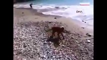 Un bambino sta per finire in mare, ma guardate cosa fa il suo cane: