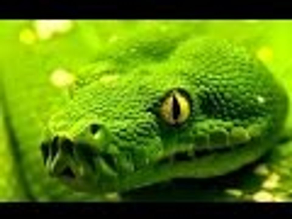 Growth of Venom--Scientific Research | Full Documentary HD