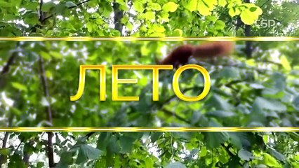Президент Турции извинился перед Путиным за сбитый Су-24