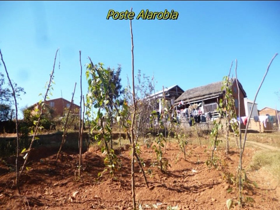 Alarobia