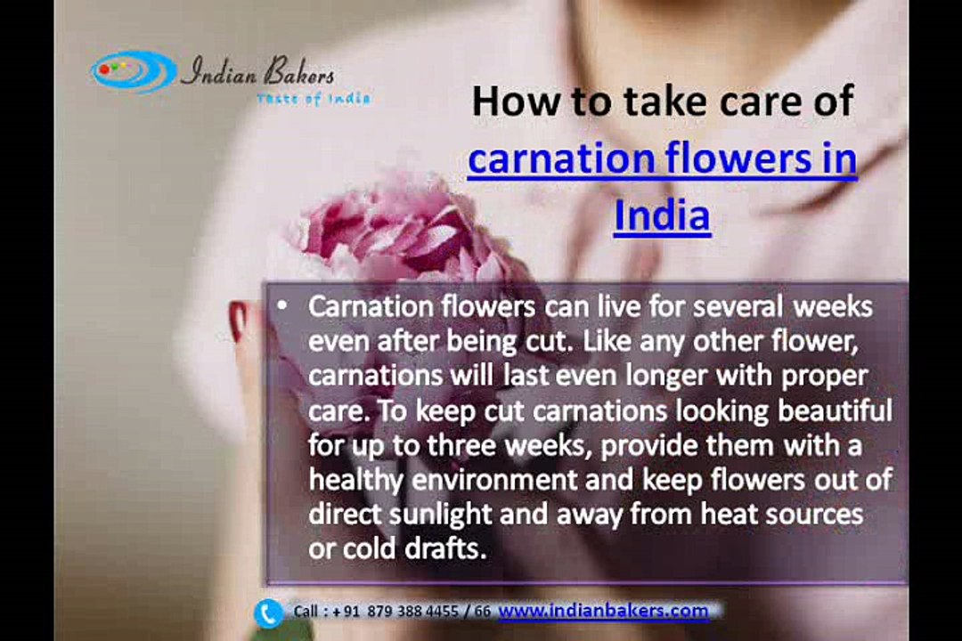 How to keep cut carnation flower in India fresh for a longer time?