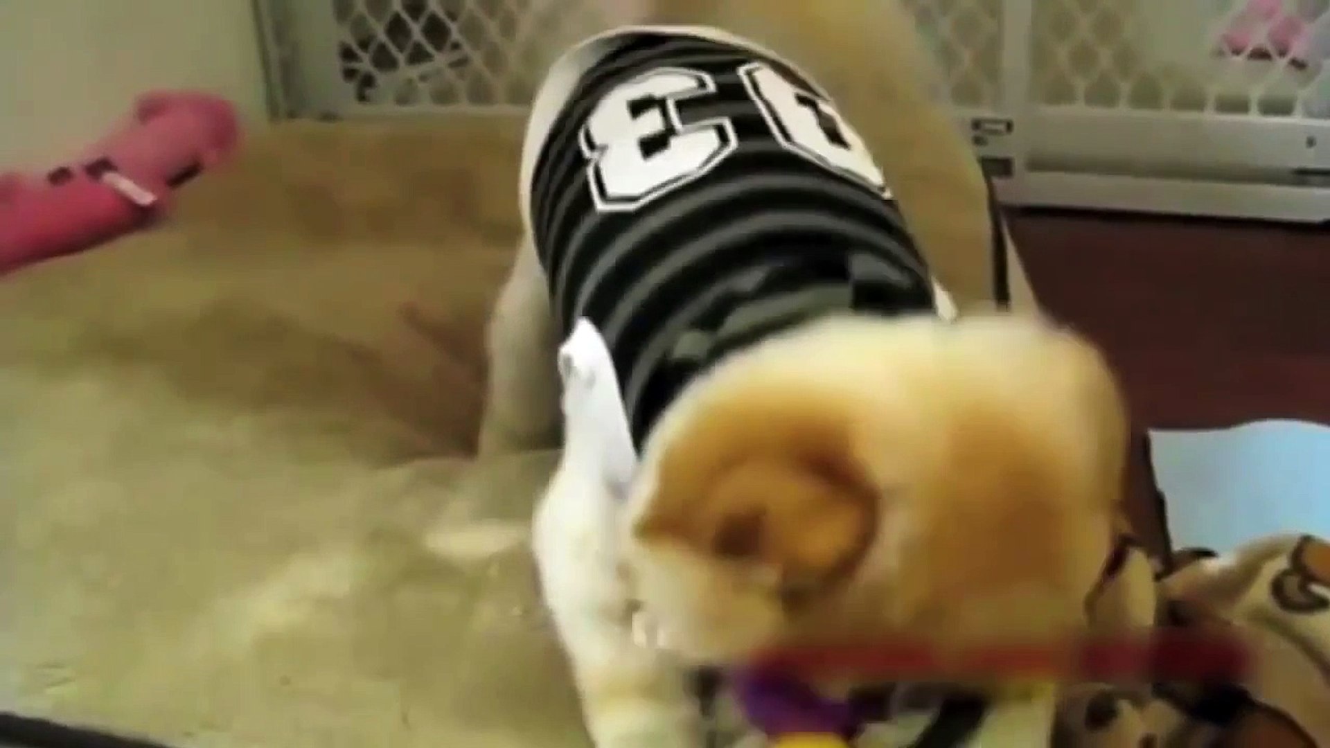 ⁣Funny Dogs Cute Pets Funny Videos Pikachu Pets