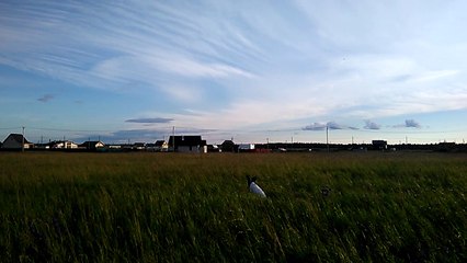 Работа РОС по куропатке