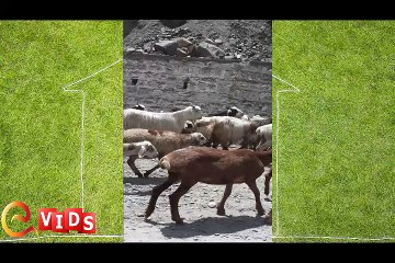 Goats on Road - Babusar Top Journey - Beauty of Pakistan