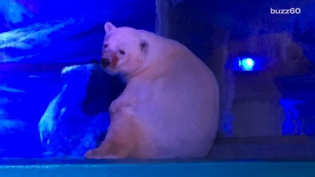 The Saddest Zoo in the World is Getting Some Improvements