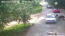 Un tigre attaque une fille dans un parc animalier en Chine, sa mère intervient et se fait emporter par un autre qui la tue !