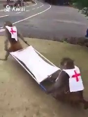 Ces singes secouriste oublient leur victime