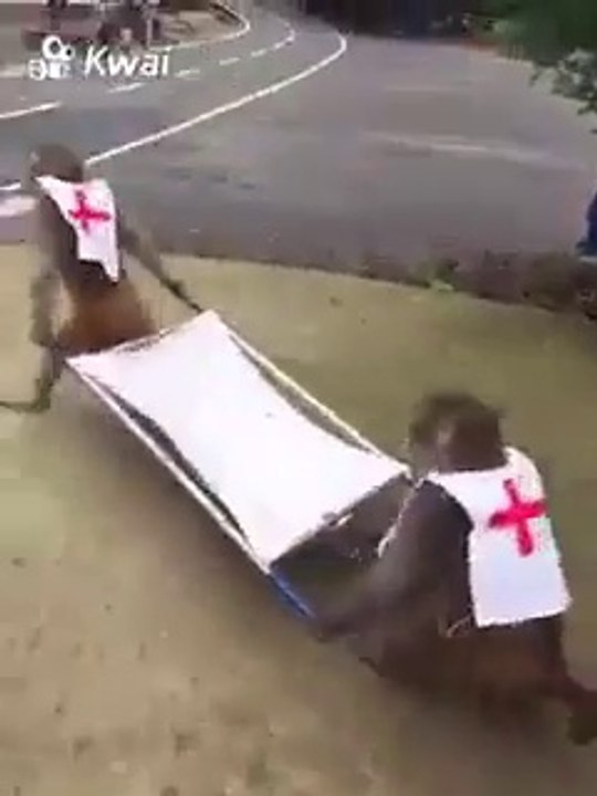 Ces singes secouriste oublient leur victime