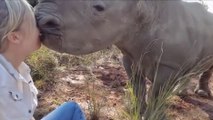 Ce bébé rhinocéros embrasse cette femme