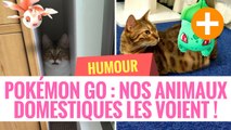 Pokémon Go : nos animaux domestiques les voient !