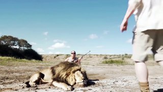 Лев отомстил охотникам браконьерам убившим его друга