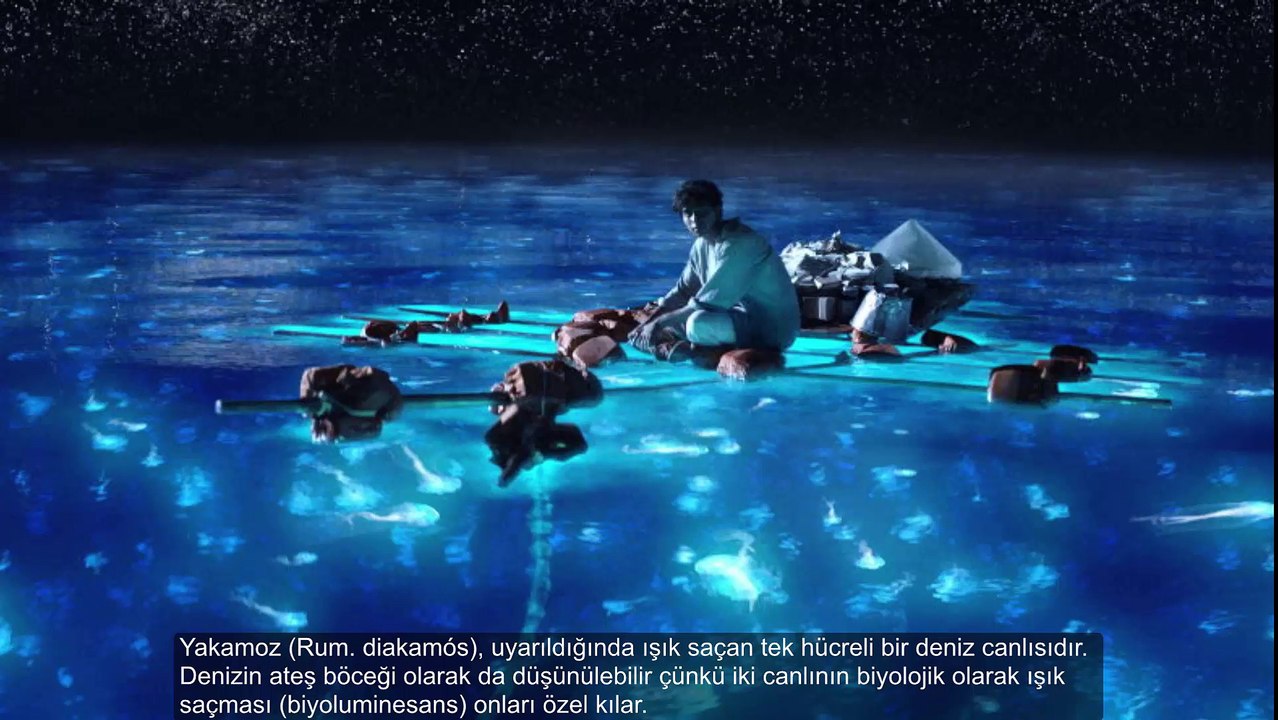 Yakamoz Aslında Bir Deniz Canlısıdır