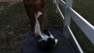 Incredible bond between horse and cat