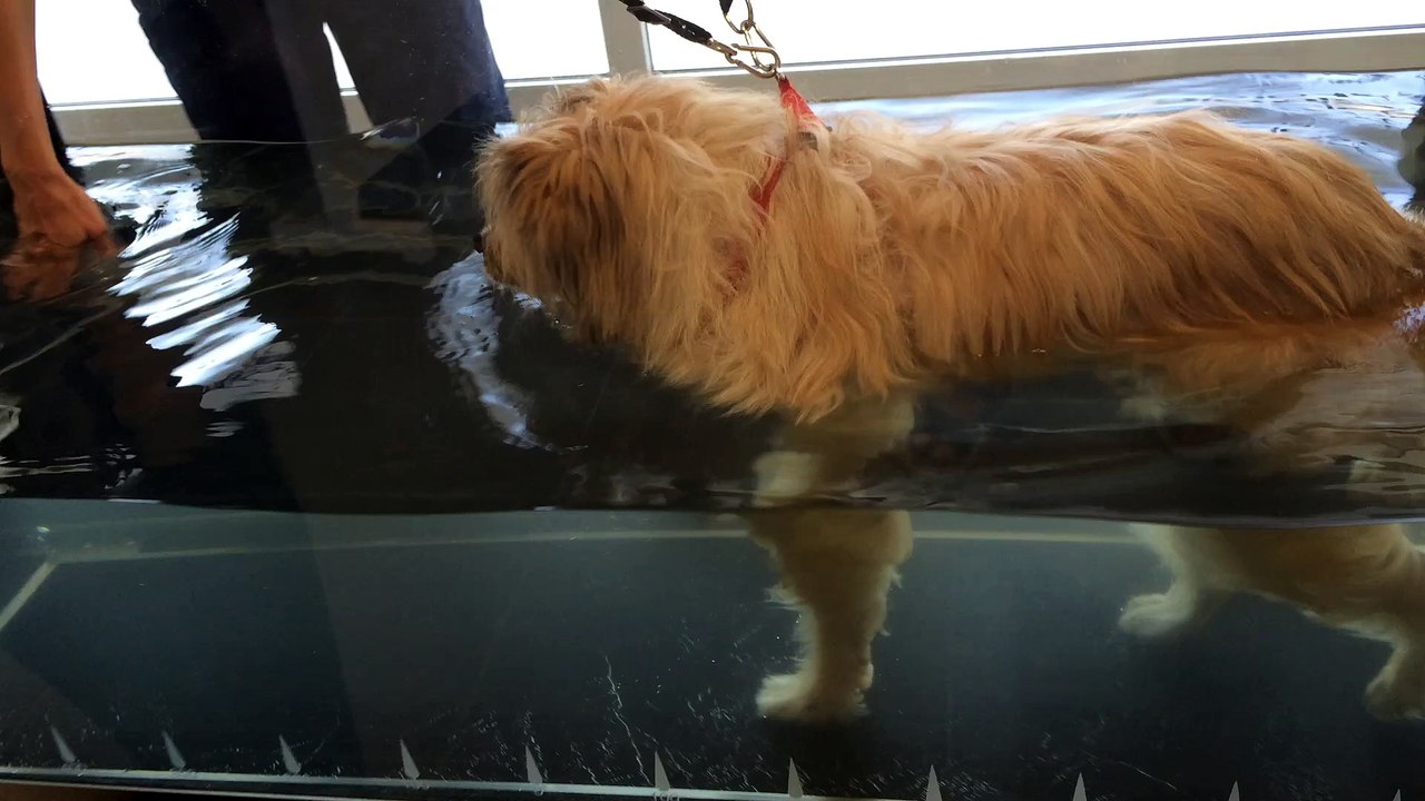Soins à notre Chienne qui a + de 15 ans