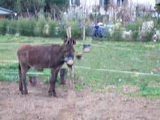 animaux rigolos