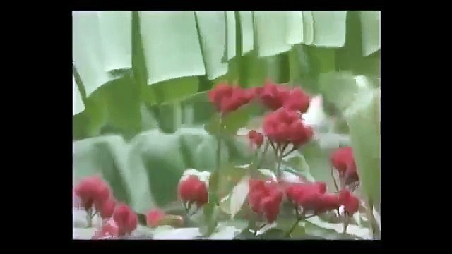 Documentary Uncontacted Amazon Tribes, The Isolated Tribes Of The Amazon Rainforest