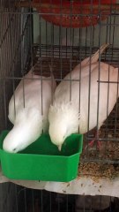 cặp bồ câu bố mẹ tranh thủ ăn nhanh để cho con ăn