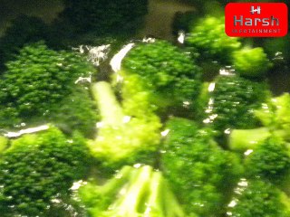 Broccouli--Raw, steamed or boiled Which is more nutritious