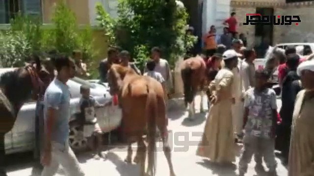 موقعة الخيول اضراب سائقي الحنطور أمام مركز نجع حمادي