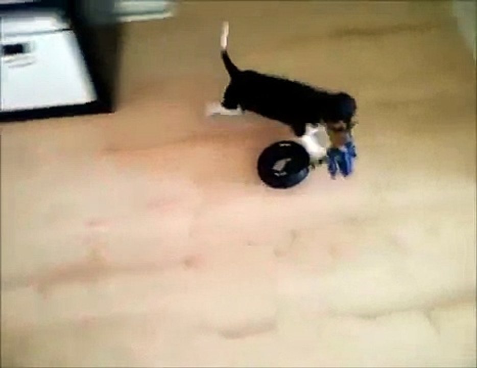 funny videos - Puppy Problems