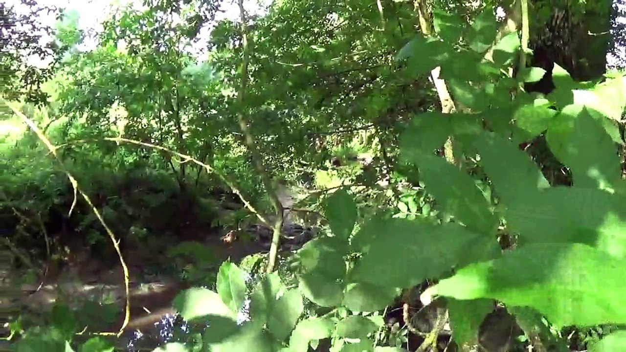 39 moutons décimés par deux chiens à Saint-Bonnet