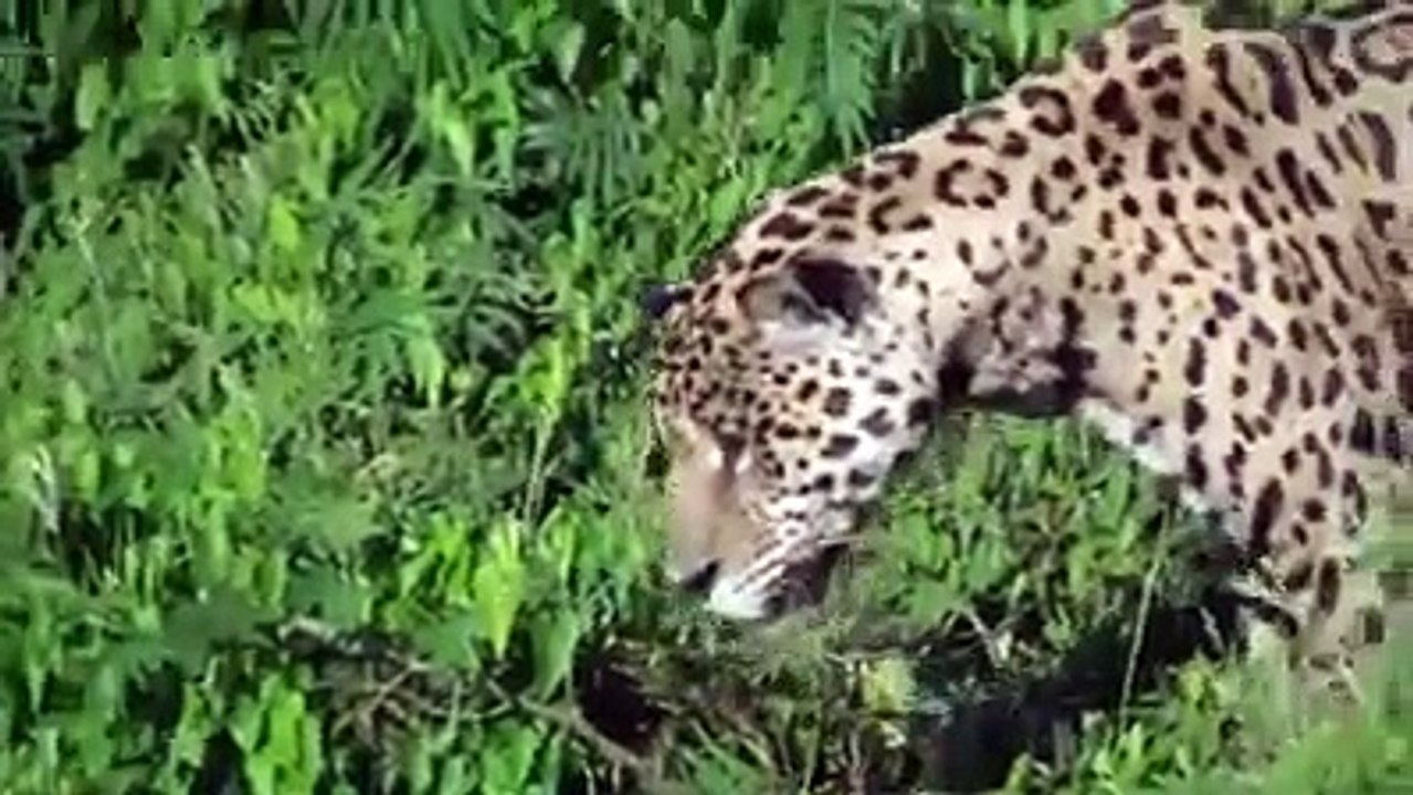 Bắt mồi siêu đẳng