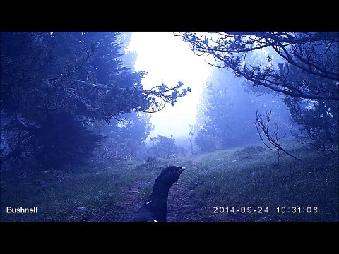 Grand Tétras (Coq) - Fédération Aude Claire