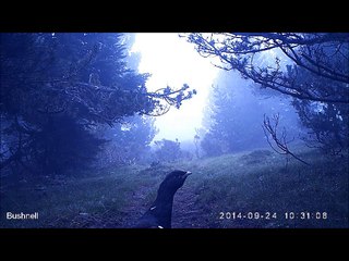 Grand Tétras (Coq) - Fédération Aude Claire