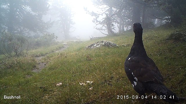 Grand Tétras (Coq) - Fédération Aude Claire