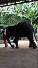 (Découvrez la patte bionique que cette éléphante a reçu pour marcher à nouveau.