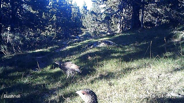 Grand Tétras (Jeunes) - Fédération Aude Claire