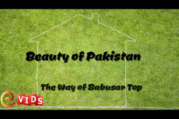 Travel to Babusar Top - Cow on the Road - Beauty of Pakistan