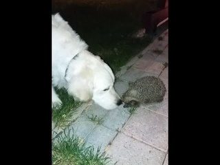 Dog Has Funny Reaction to Meeting His First Hedgehog