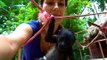Orphaned Baby Howler Monkeys Hang Out and Play