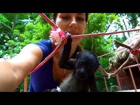 Orphaned Baby Howler Monkeys Hang Out and Play