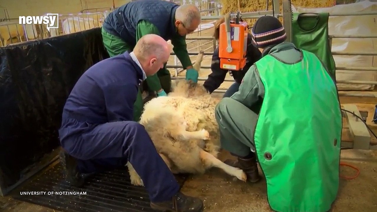 What It Matters That Dolly The Sheep_s Cloned _Sisters_ Are Healthier