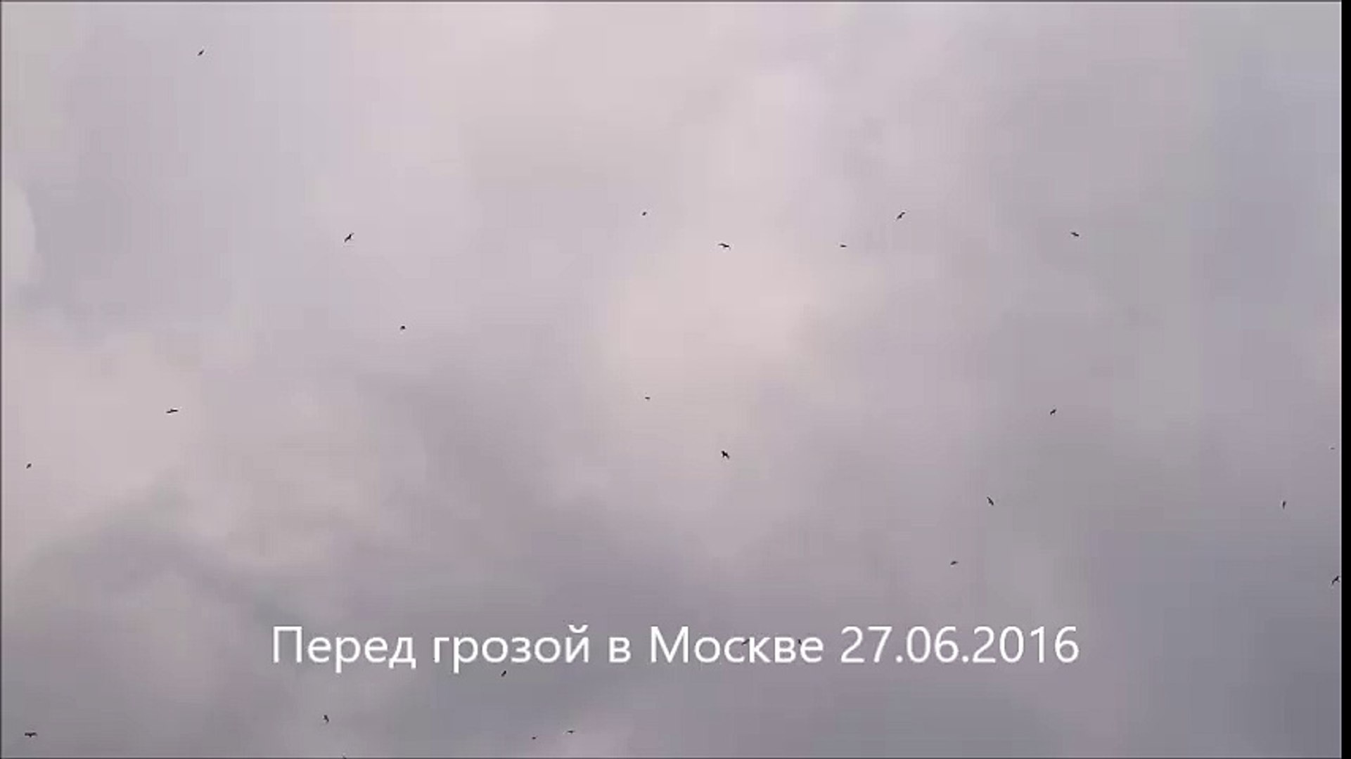 ⁣Перед грозой в Москве 27.06.2016 в небе летала стая чаек