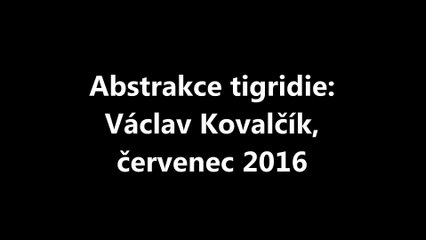 Abstrakce tigridie: Václav Kovalčík, červenec 2016