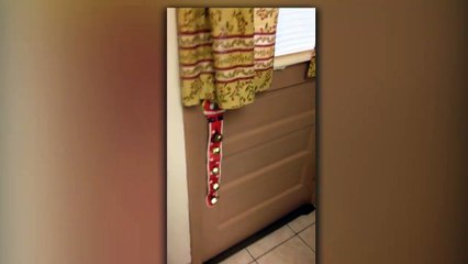 Quand un écureuil frappe à la porte pour avoir une noisette...
