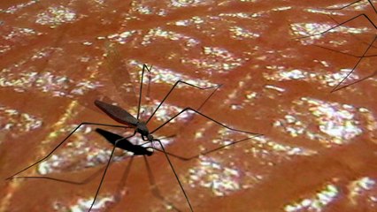 La dengue, le chikungunya et le zika