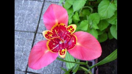 Tigridie v rozkvětu: Václav Kovalčík, červenec 2016