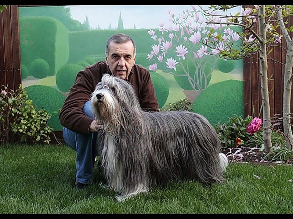 zazou